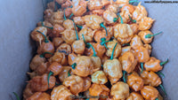 Douglah Inception - Pepper Seeds - White Hot Peppers